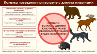 Перейти к новости Что делать, когда встретил дикое животное