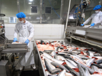 В Советско-Гаванском районе новый резидент СПВ создает предприятие по добыче и переработке лососевых рыб и красной икры